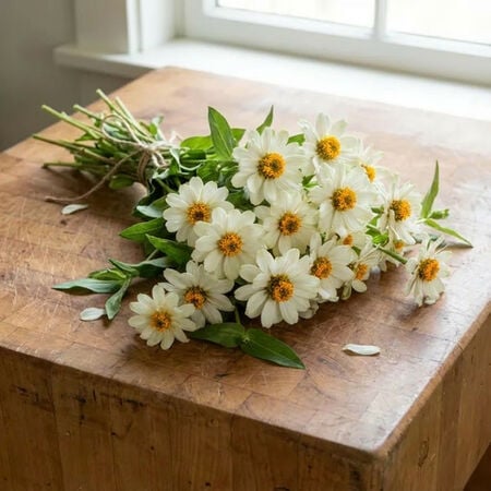 White Profusion, Zinnia Seeds - Packet image number null